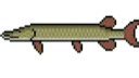Northernpike