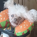 A small, scruffy dog with messy white fur wearing an orange and green burger-shaped neck pillow and looking at the camera wi…