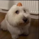 A fluffy white dog looking up with a suspicious expression while balancing a brown egg on its head.