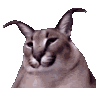 floppaJAM