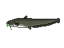 Welscatfish