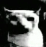:Dark_White_Yasso_Cat: