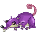 Ratto