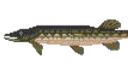 Muskie