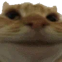 <a:nah:1530376874667016333>