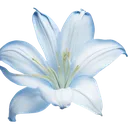 0190_blue_flower