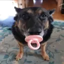 gugutata