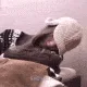 gJuunsleepyDNS