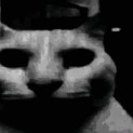 :CatDespair: