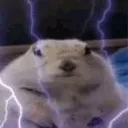 verytuffgroundhamster