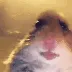 MEMES
