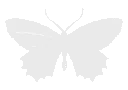 z_butterflywhite