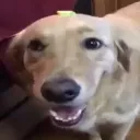 buttadawg