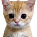 kitty