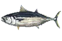 Bluefintuna