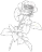 white_rose