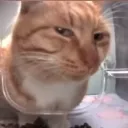Sus