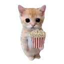 Popcornkitten