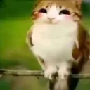 Happy_meowl
