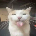 Bleh