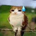 Nervous_meowl
