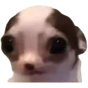 sadpup