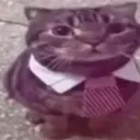 suitcat
