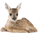 1Romance_deer