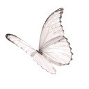 0092_white_butterfly