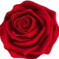 rose4