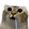 1DrollingCat