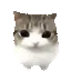 kit_damdam