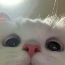 meow