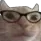 catglasses
