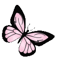 abutterfly