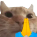 :cat_pray: