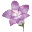 bellflower