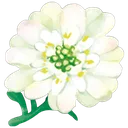 zinnia