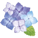hydrangea