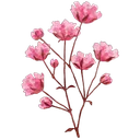sakuras