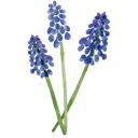 hyacinth