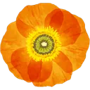 poppy
