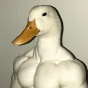 kaczka
