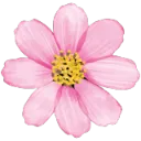 cosmos