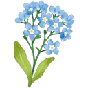 forgetmenot