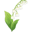 lilyofthevalley
