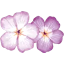 phlox