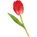 tulip