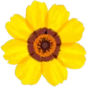 coreopsis