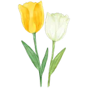 tulips